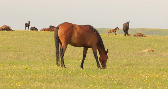 Horses Grazing on a Green Meadow in a Mountain Landscape