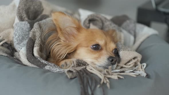 Portrait of Adorable Funny Longhair Chihuaha Dog Sleeps in Plaid