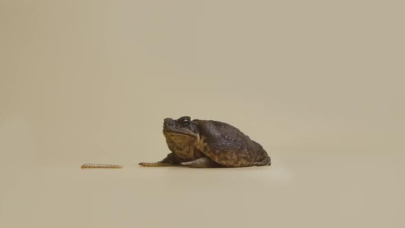 Cane Toad Bufo Marinus Sitting Near the Larvae on a Beige Background in the Studio