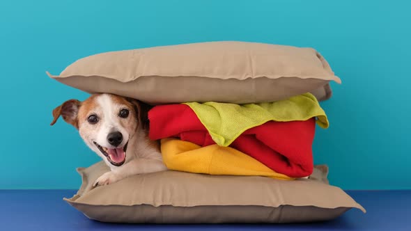 Pillow Burger with Cute Dog