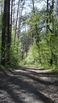 Vertical Video of Green Forest During the Day