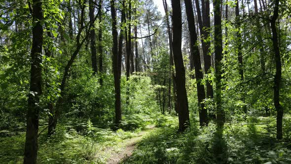 Beautiful Green Forest on a Summer Day Slow Motion