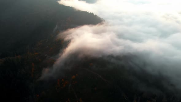 Aerial view: Amazing Thick Morning Fog Covering Mountains Spice and Spruce Forest.