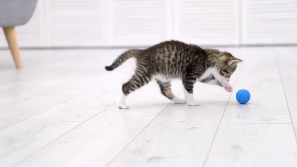 Striped Kitten Playing Blue Ball in Modern Scandinavian Interior Home