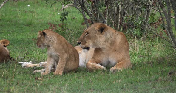 African Lion, panthera leo, Mother and Cub, Masai Mara Park in Kenya, Real Time 4K