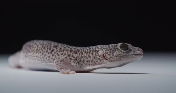 Close Up of a Spotted Gecko with Big Eyes Looking Around Wildlife