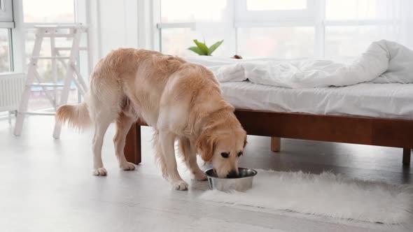 Golden Retriever Dog Eating