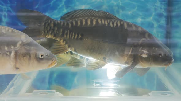 Live Fresh Large Carps in a Supermarket Aquarium Swim in the Water with a Blue Background