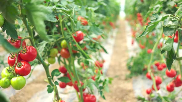 Ripening of Tomatoes in Greenhouse