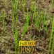 Growing Plants - VideoHive Item for Sale