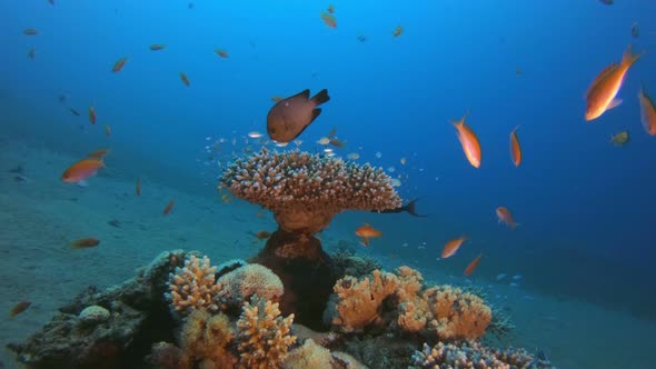 Underwater Coral Reef Marine