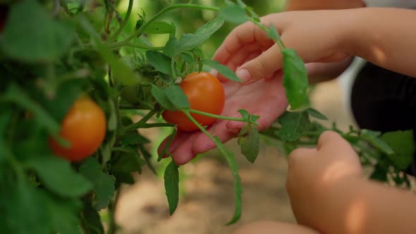 Females farmer harvesting ripe tomato on branch at farm in sunny day closeup. Human hands