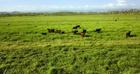 Cattle on Australian green pastureland.