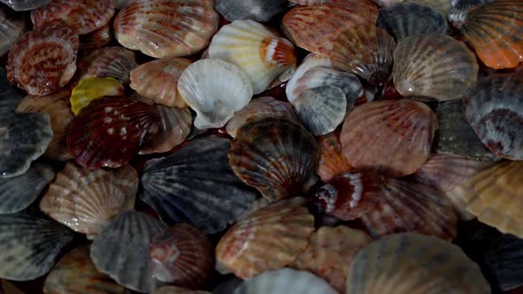 Seashells Top View