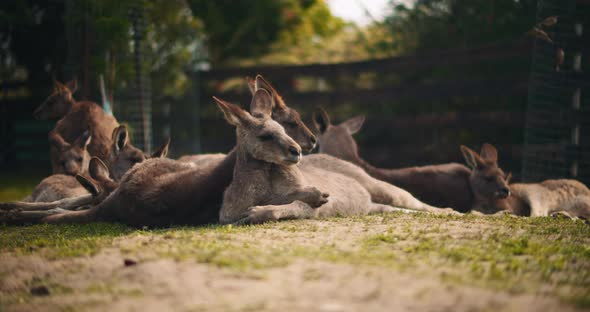 Group of eastern grey kangaroos lying on the grass, resting