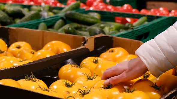 Female Hand Chooses Yellow Tomatoes From a Box at the Market