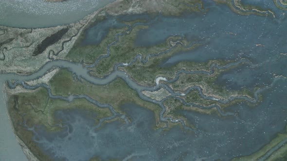 Aerial view of birds flock over Scheldt river , The Netherlands.