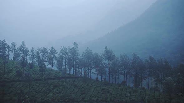 Landscape mountain view of tea plantations, Munnar, Kerala, India, on a rainy day