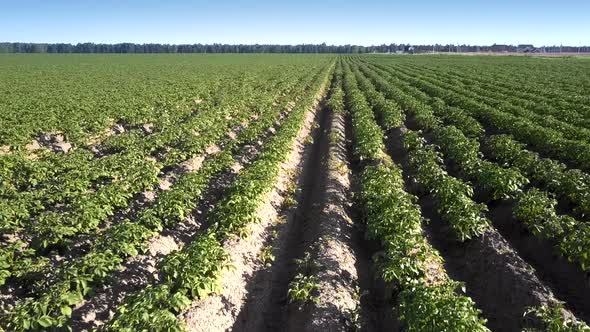 Flycam Films Long Commercial Rows of Green Potato Bushes