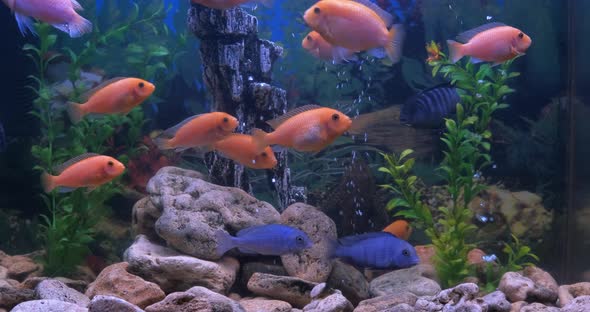 Funny Fish in Aquarium