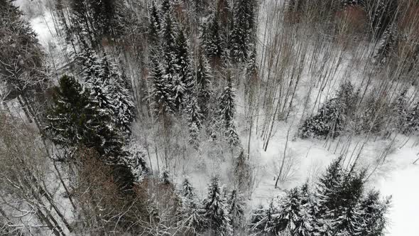 Trees in the forest from the air.