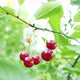 Macro of Red and Ripe Cherry Fruits Growing on a Tree Branch in a Cluster - VideoHive Item for Sale
