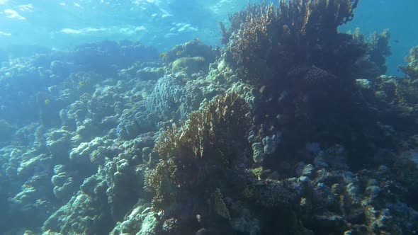 Coral Reef near the Water Surface