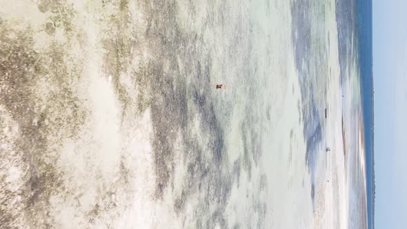 Zanzibar Tanzania  Vertical Video of Low Tide in the Ocean Near the Coast Slow Motion