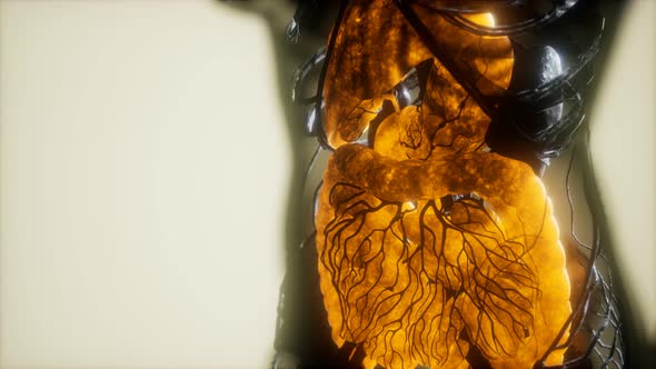 Contrast MRI of the Human Body Organs alt