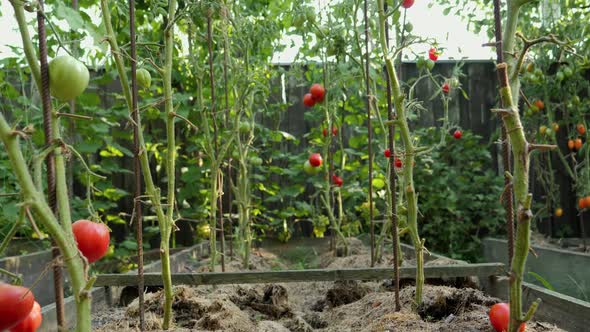 Dolly Shot of Red Tomatoes Growing in Rows on Garden Bed at Backyard