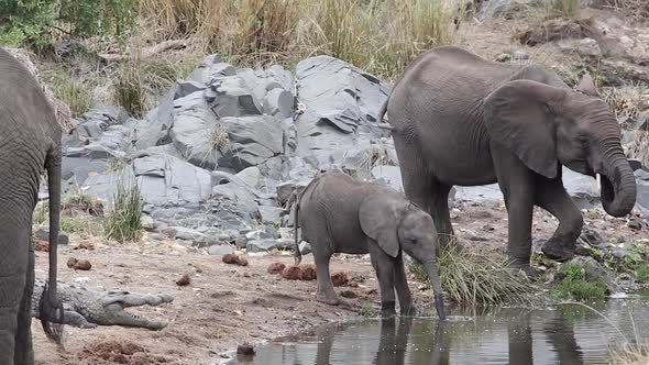 baby drinks from water with crocodile close by