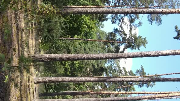Vertical Video of Forest By Day
