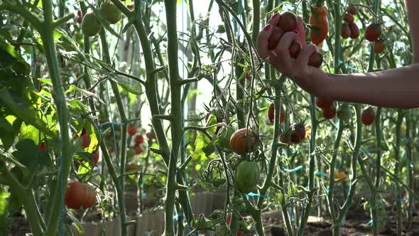 Harvest Time For Tomatoes