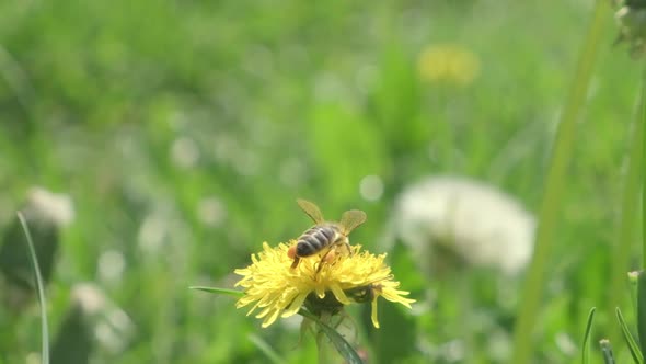 A Bee Collects Pollen From a Dandelion