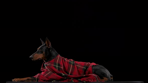 Doberman Pinscher Lies Covered Checkered Blanket Studio Black Background