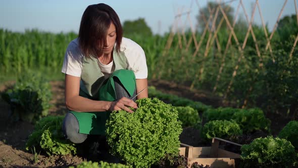 Woman picking salad in a vegetable garden