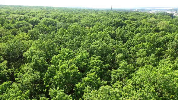 Aerial view of forest tree. Green tree forest view from above
