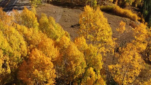 Yellow Autumn Aspen Tree Leaves