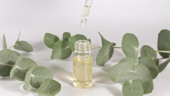 Pipette with Oil of Eucalyptus with Leaves on a White Background