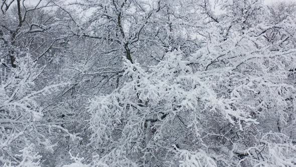 Tree Branches Covered With Heavy Winter Snow. Winter Forecast For North Climate Zone