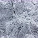 Tree Branches Covered With Heavy Winter Snow. Winter Forecast For North Climate Zone - VideoHive Item for Sale