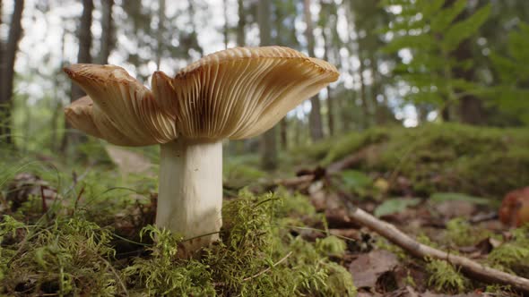 A Russula Cerolens mushroom growing in a Swedish forest