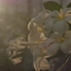 The Flower - VideoHive Item for Sale