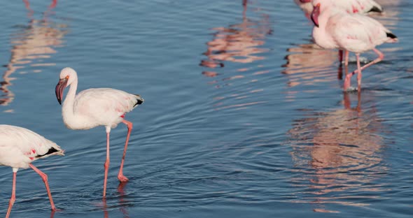 Big flock of flamingos is moving along in the shallow water near the shore, 4k