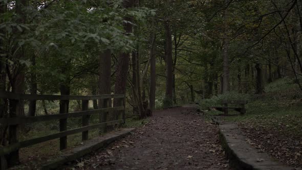 English woodland pathway with park bench zoom out shot