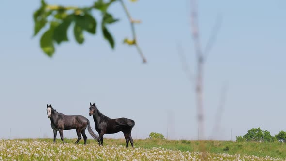 Two Beautiful Black Horses Walking in Dandelions Background