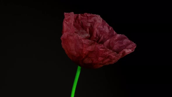 Close-up shot of a growing flower footage