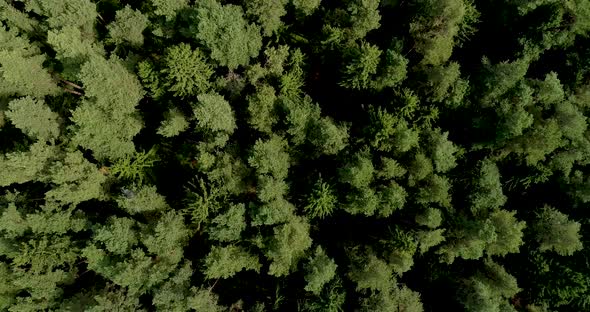 Canadian Green Growing Pine Trees