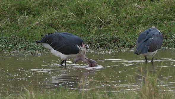 Marabou Stork, leptoptilos crumeniferus, Group Fishing at the Water Hole, Masai Mara Park in Kenya