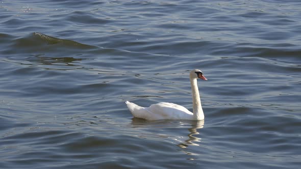 Swan swimming in water